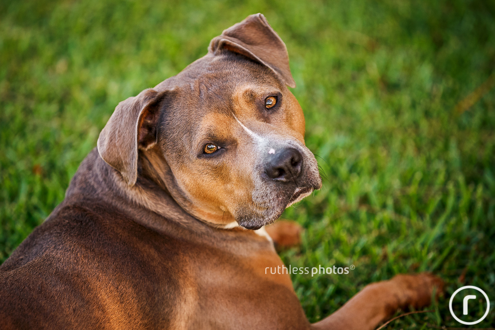 tricolour blue fawn pit bull type dog