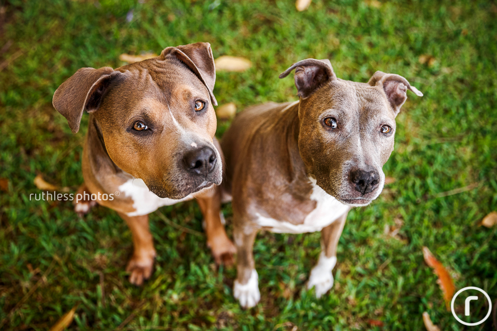 Two rescue blue pit bull type dogs