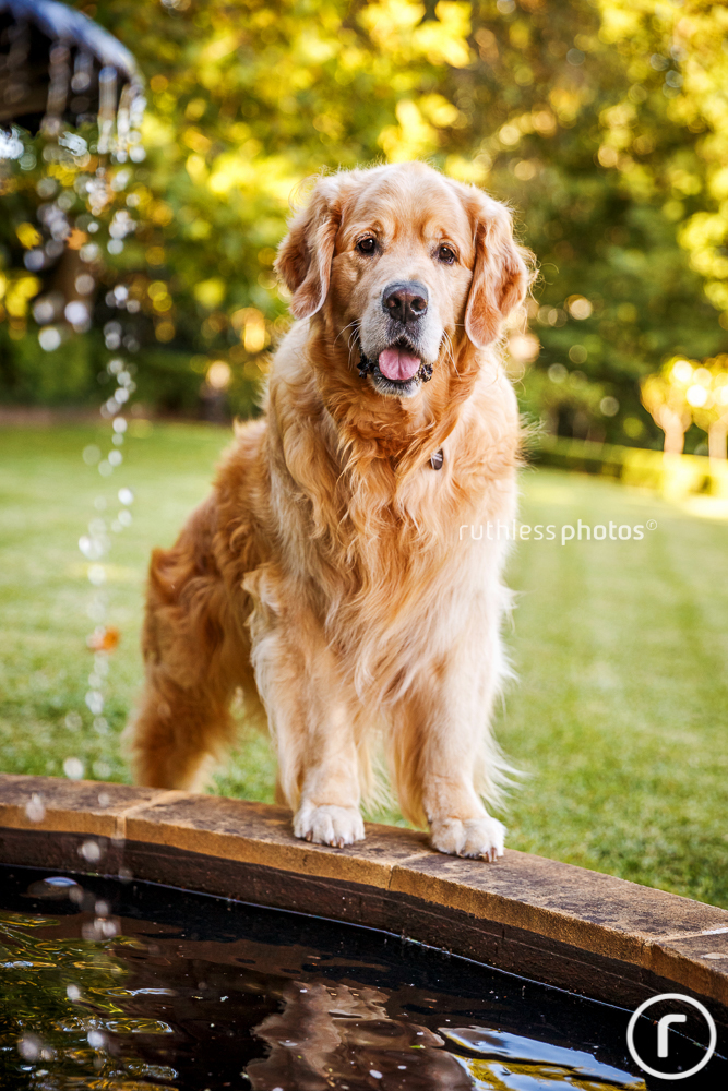 golden retriever standing at water fountain