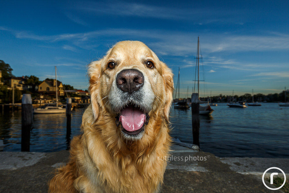 happy golden retriever on dock of harbour