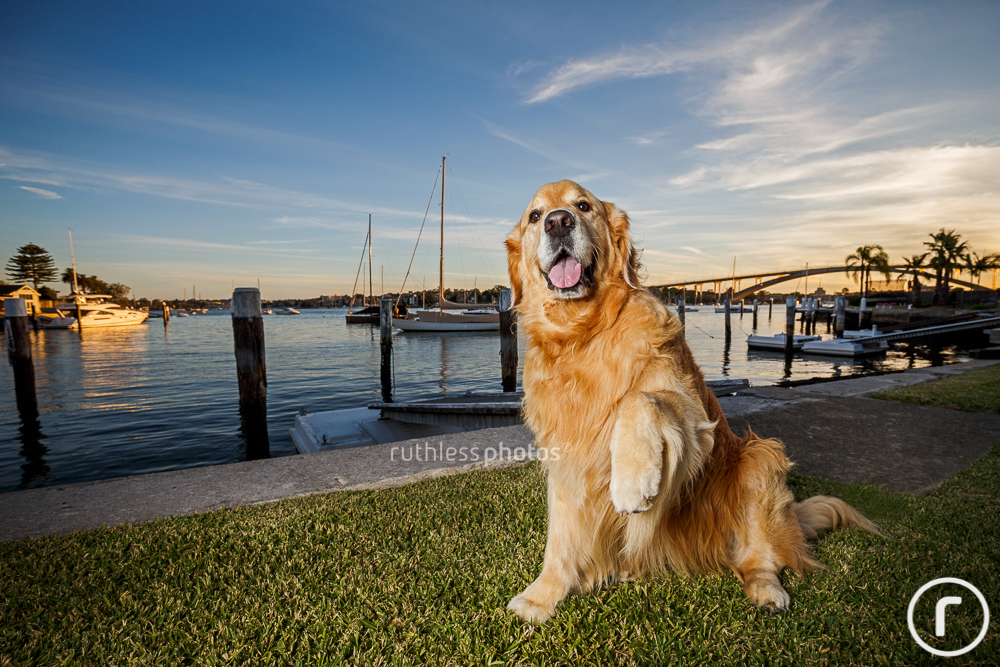 golden retriever dog with paw up at sunset