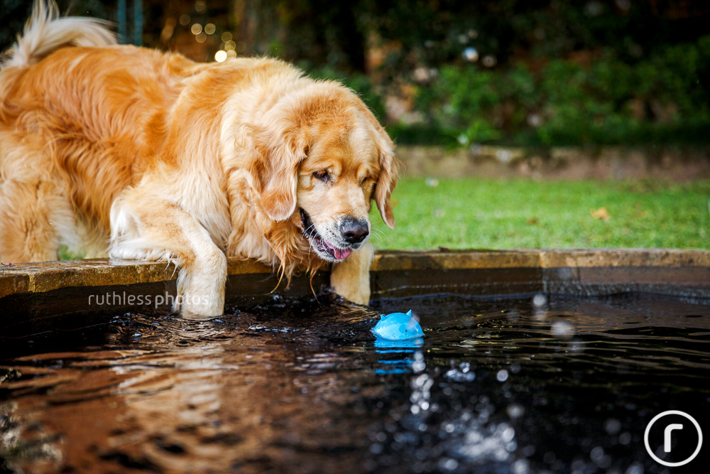 golden retriever dog trying to get ball from water fountain