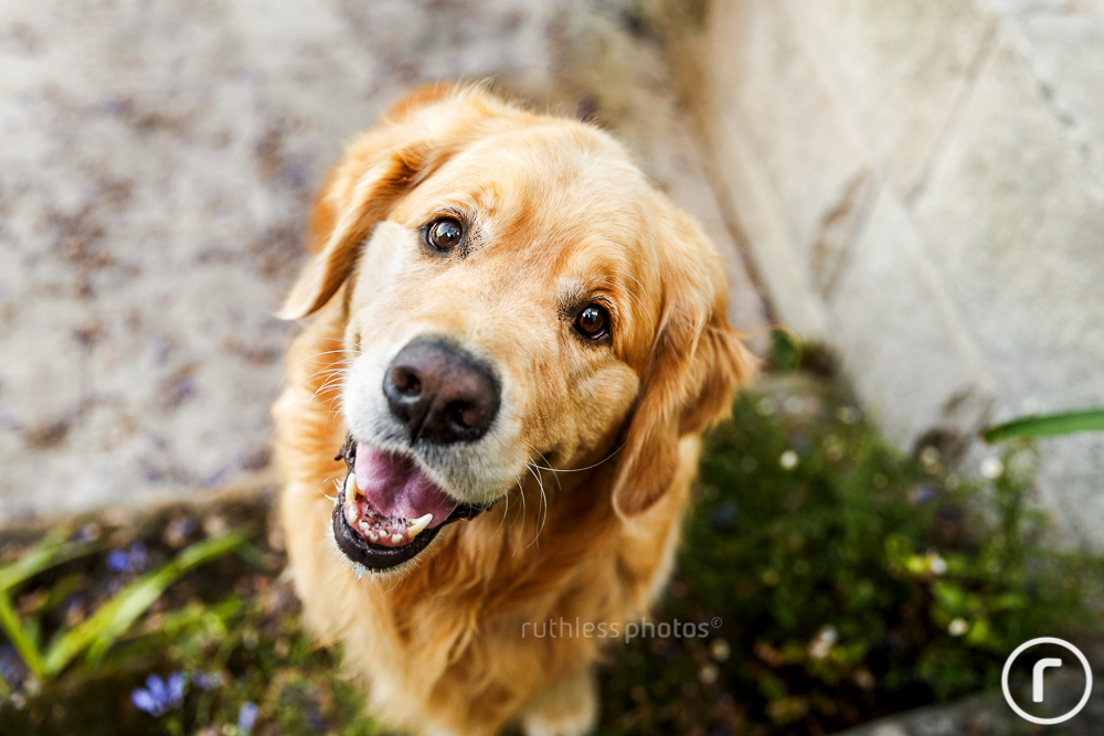 golden retriever dog with head tilt