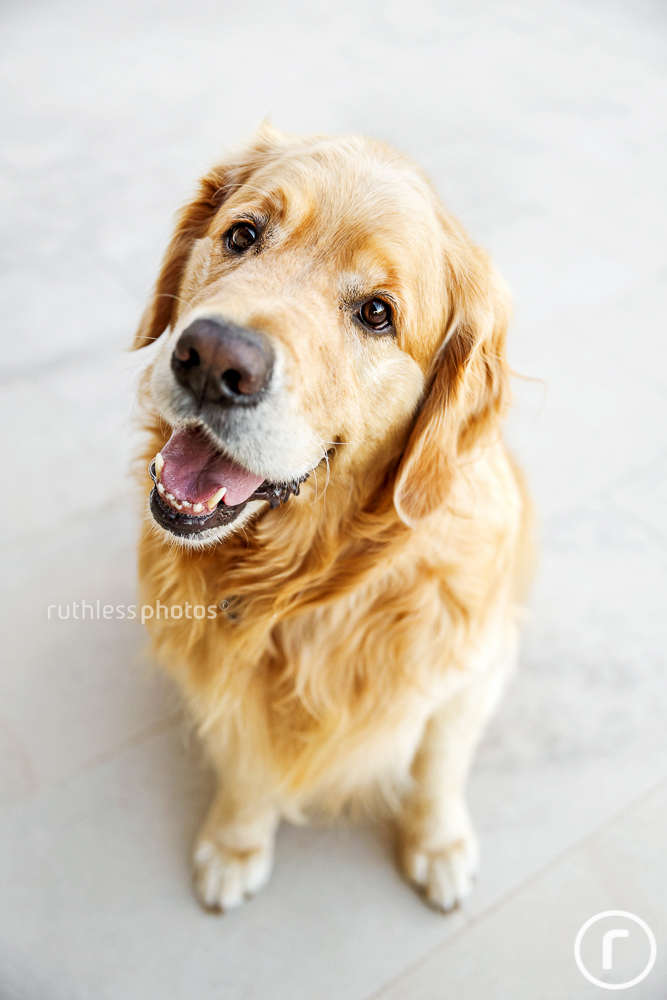 golden retriever dog with head tilt