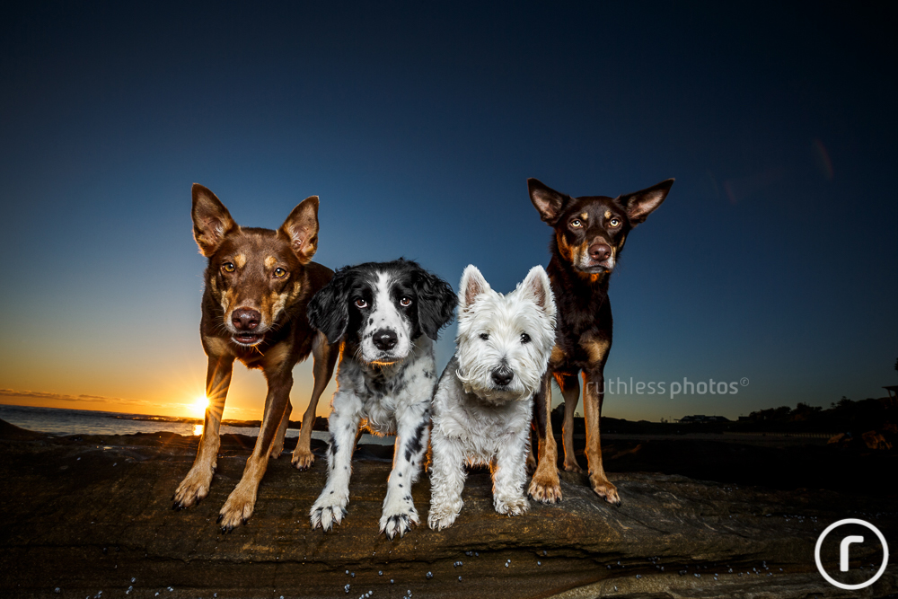 four dogs on a rock at sunrise