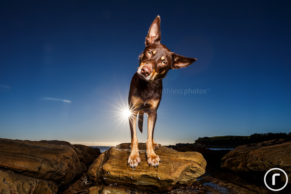 kelpie on a rock at sunrise
