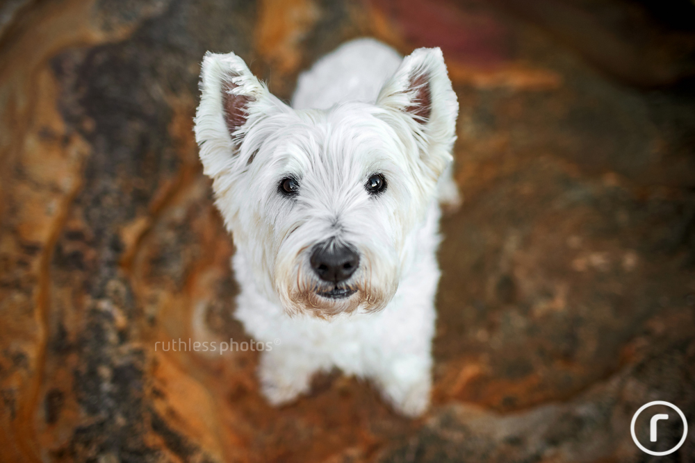 west highland terrier from above