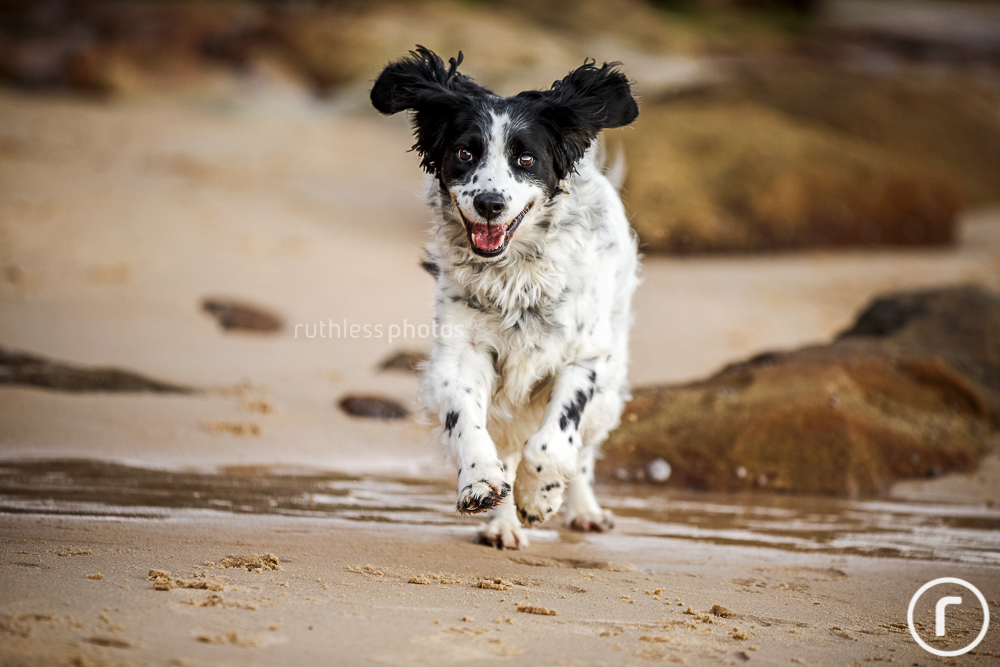 dog running on beach with ears flapping