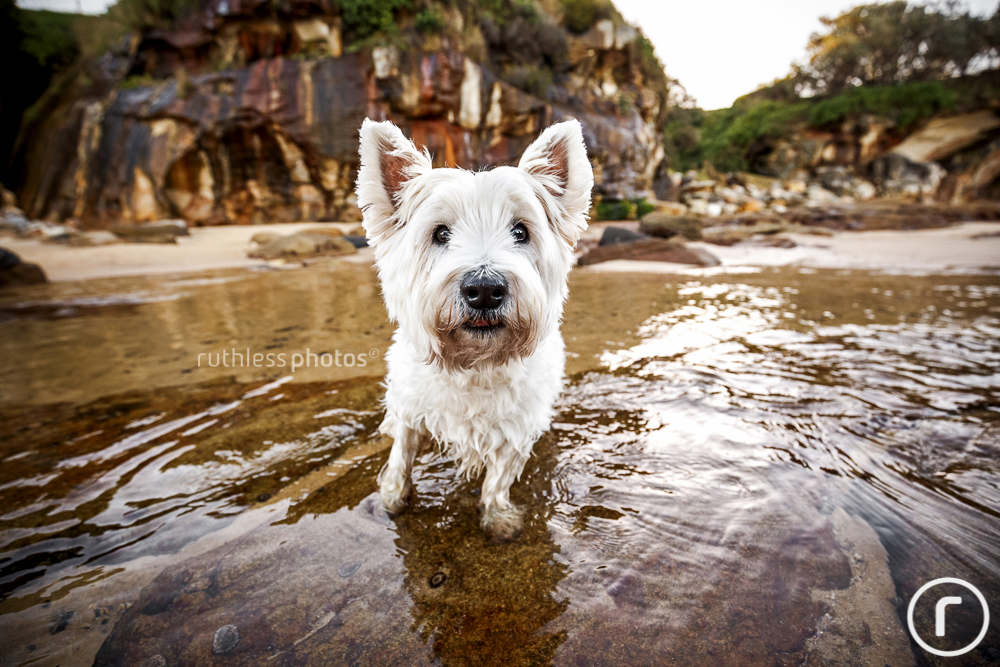cute white dog in water at beach