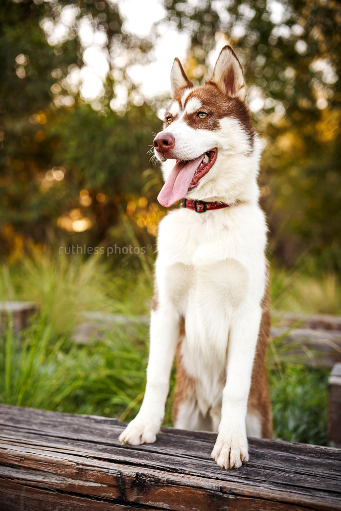red siberian husky with front feet on a wooden sleeper