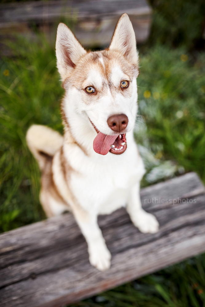 husky with tongue hanging out