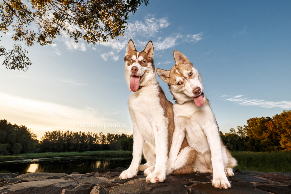 two young Siberian Huskies sitting on a wall at sunset