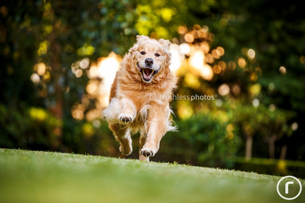 Buster the Golden Retriever | Sydney Dog Photographer
