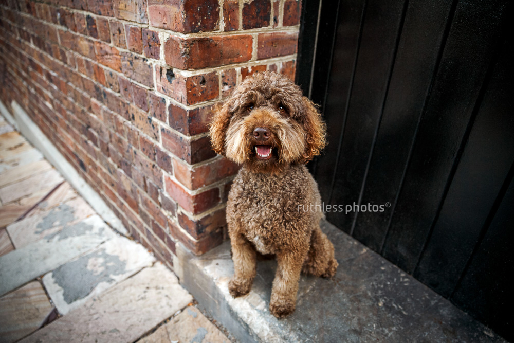 Smiling brown Labradoodle beside brick wall in The Rocks