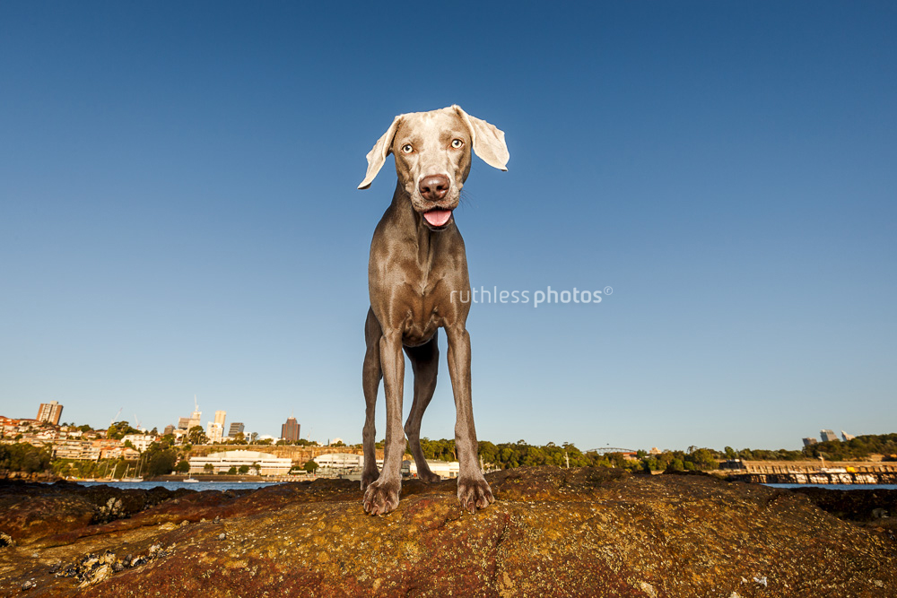 Weimaraner standing on rock against blue sky at beach at Berry Island Reserve