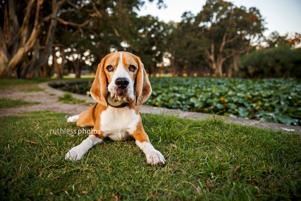 Funny Beagle with lip stuck on tooth at Centennial Park