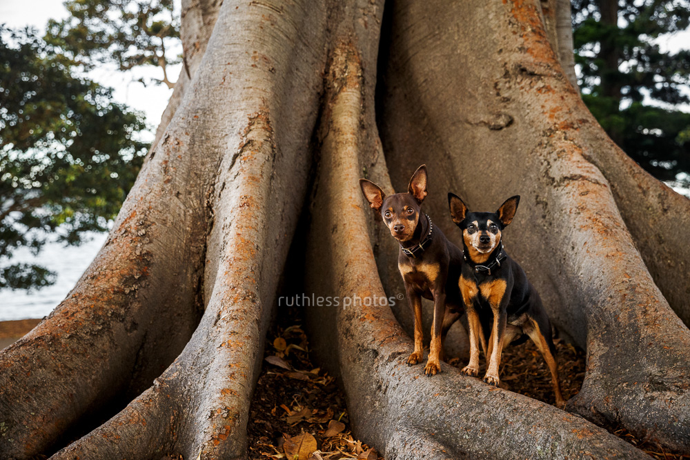 Two miniature pinschers standing in a big Moreton Bay fig tree at Mrs Macquaries Chair