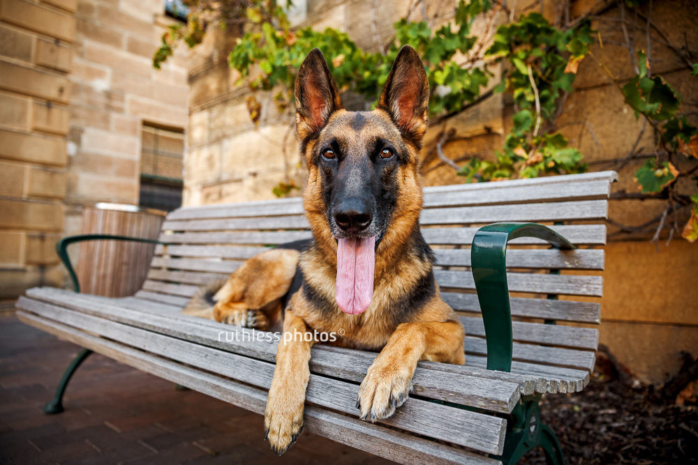 German Shepherd lying on a park bench at Observatory Hill