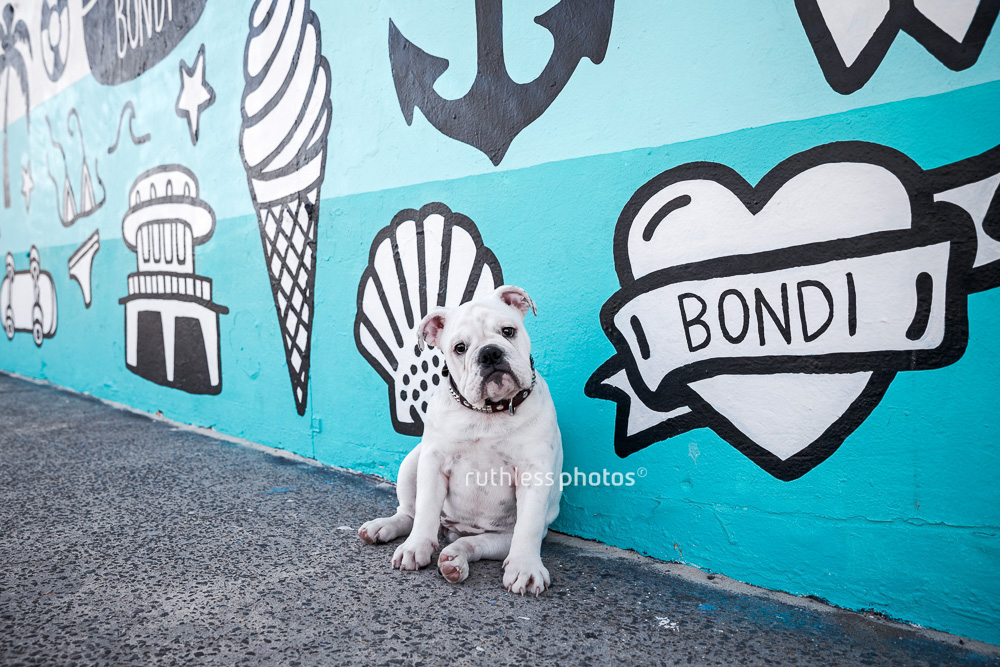 White bulldog puppy in front of graffiti at Bondi Beach with head tilt