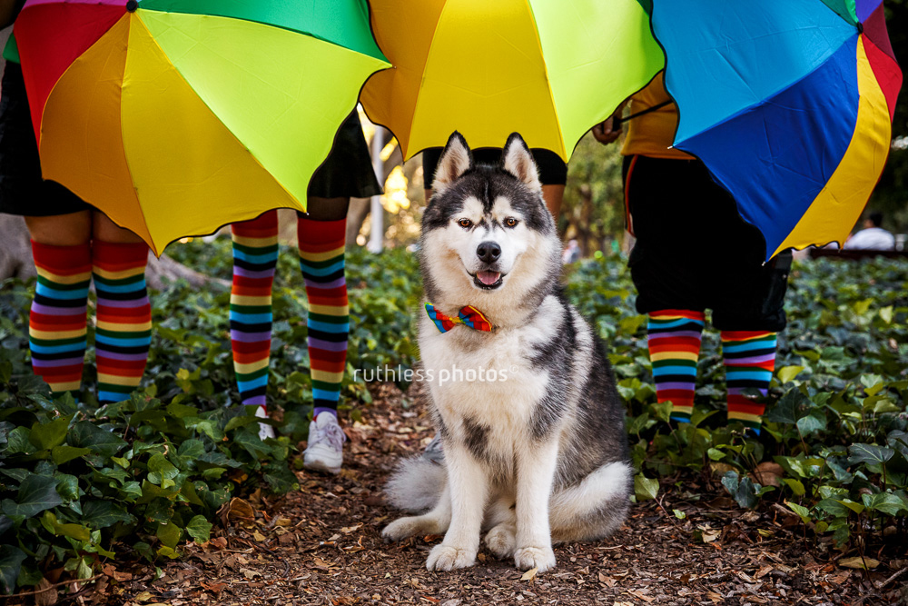 Husky at Mardi Grass in front of rainbow socks and umbrellas