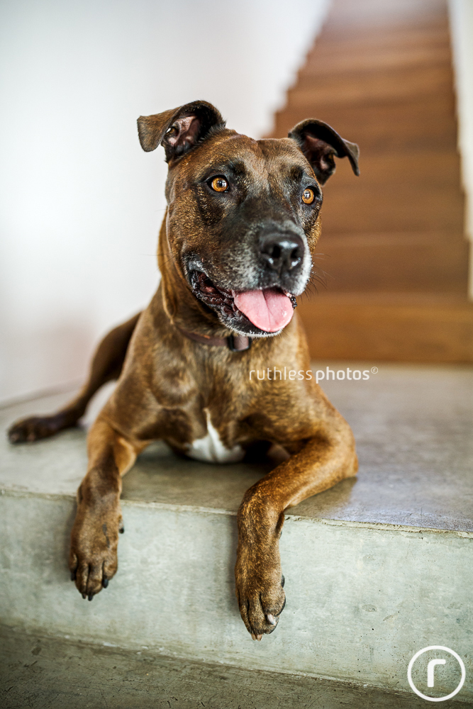 brindle pitbull type lying on stairs