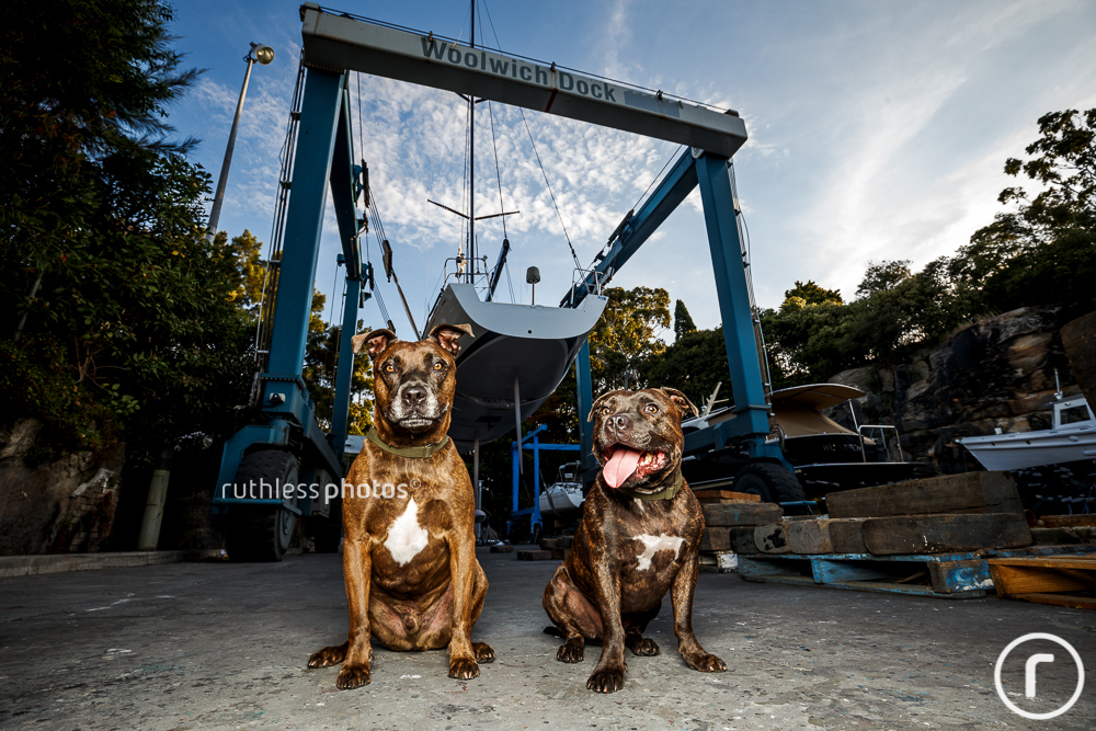 two brindle dogs at woolwich dock