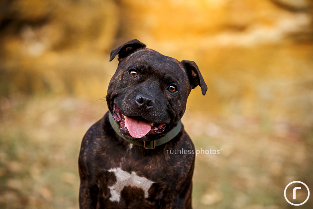 smiling staffy with head tilt