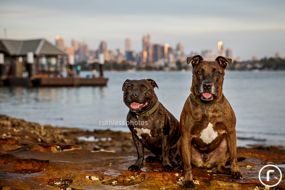 two brindle staffies in front of Sydney skyline