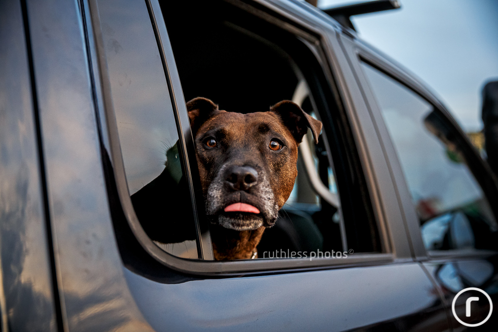 pit bull type in car sticking out tongue