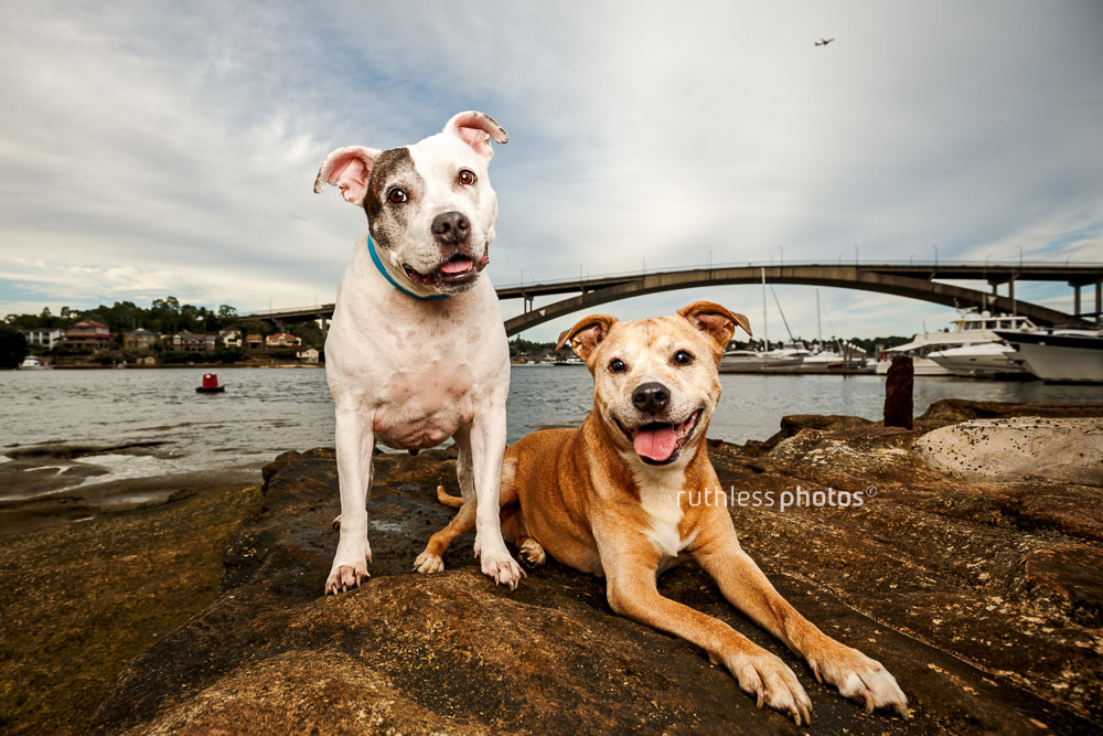 Two senior pit bull type dogs at Gladesville Bridge in Drummoyne