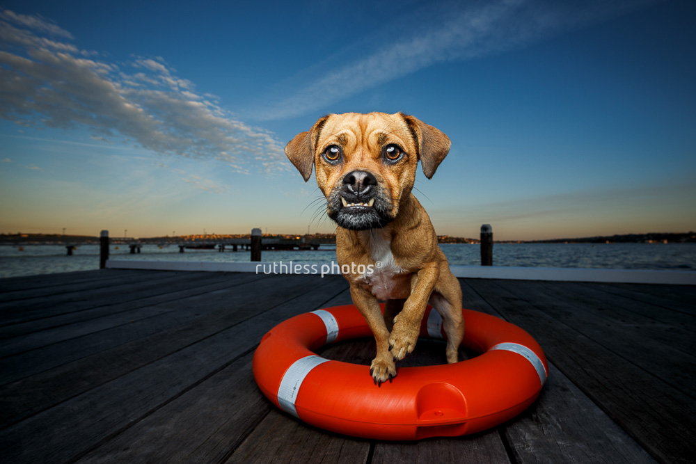 Pug mix with underbite standing in life ring on wharf at Chowder Bay
