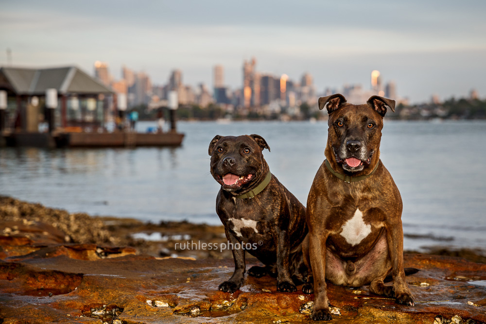 two brindle staffys sitting in front of sydney skyline at Woolwich ferry wharf