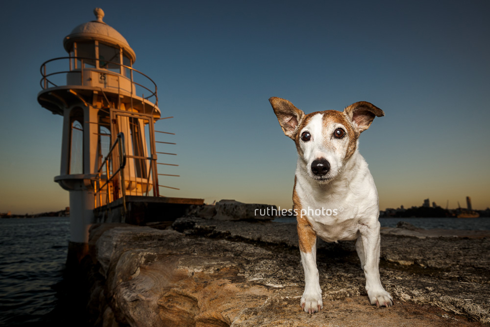 Very old Jack Russell dog at Cremorne Point Lighthouse
