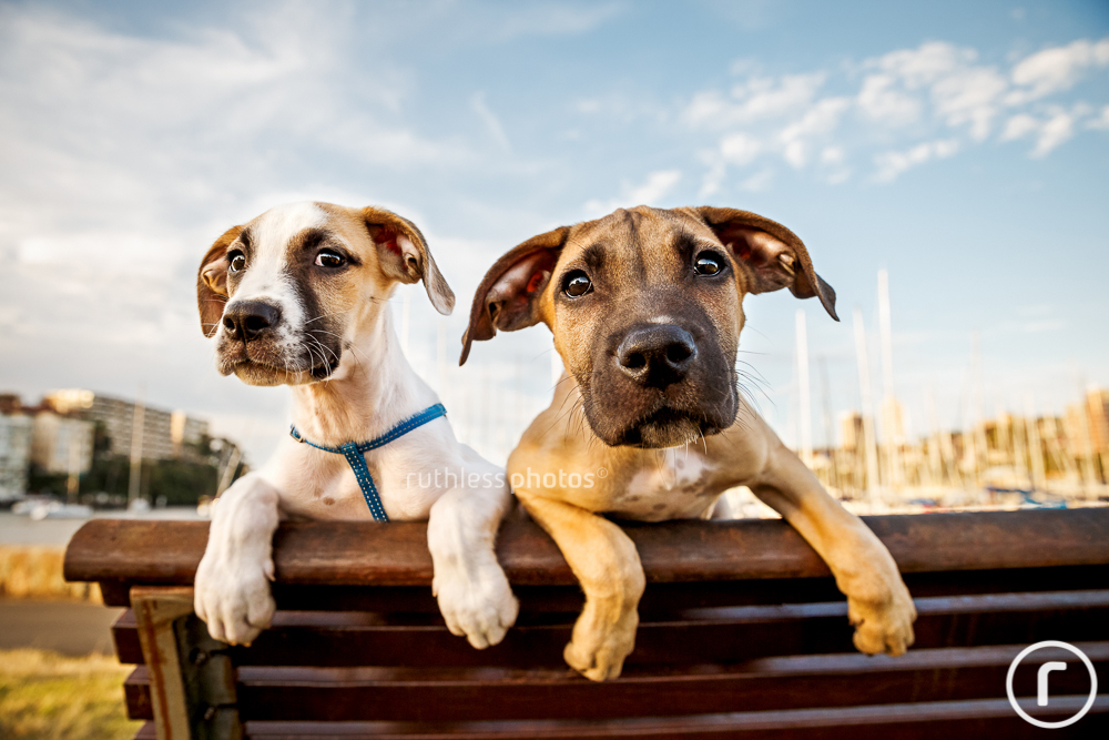 two rescue puppies on bench