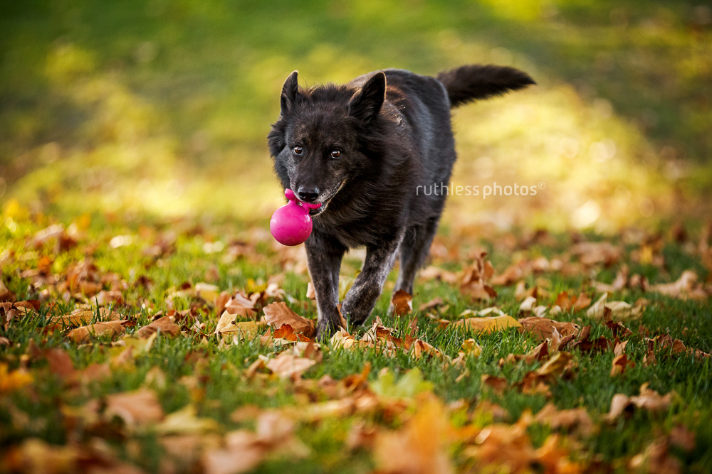 black dog running with pink ball