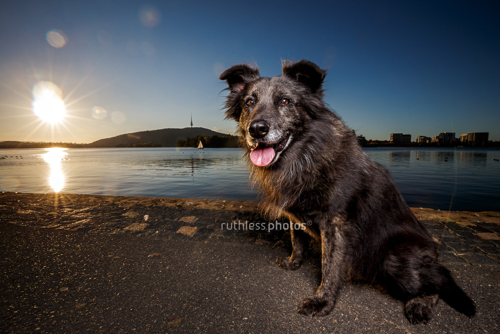 smiling old dog with sunburst at lake