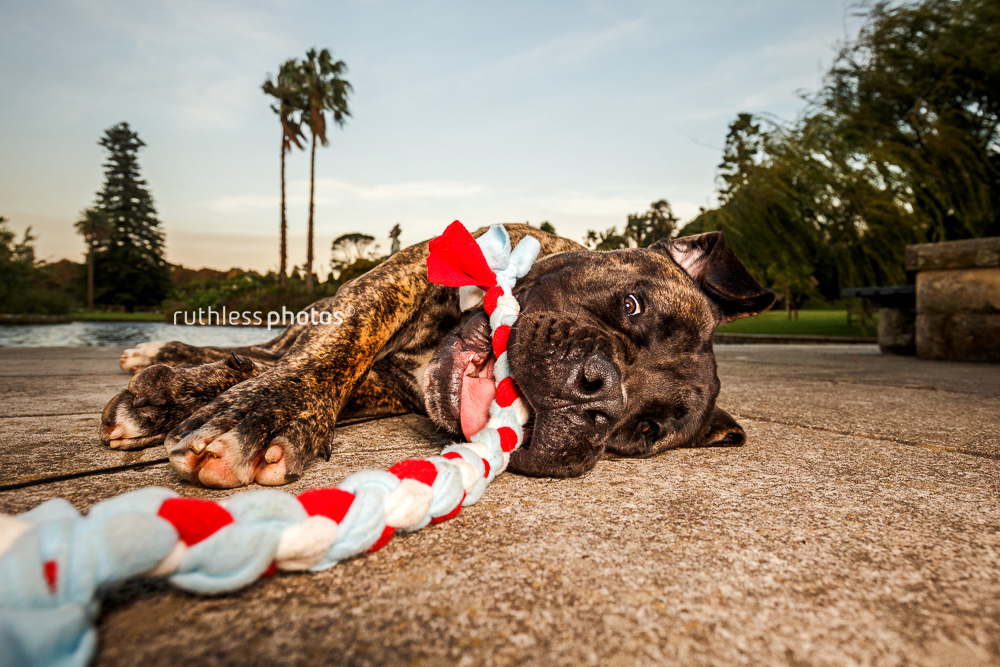 Brindle South African Boerboel dog at Sydney Botanic Gardens lying on side with tug toy in mouth