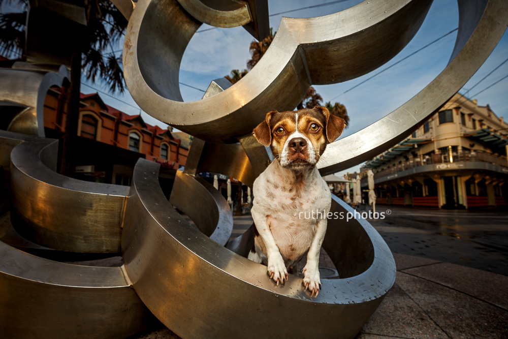 Small dog standing in sculpture at Manly Corso in Sydney