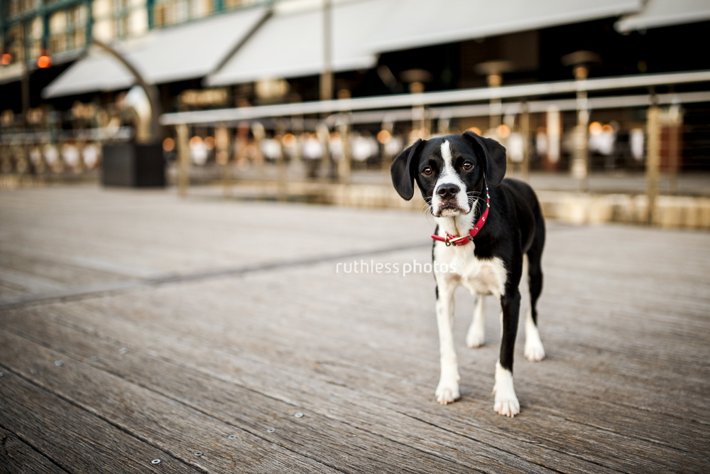 Black and white dog standing at Woolloomooloo Wharf in Sydney