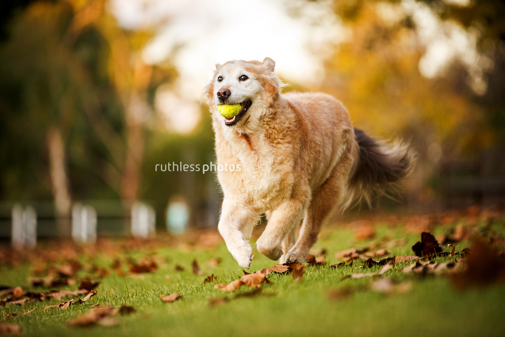 Old Golden Retriever running with ball in Autumn leaves