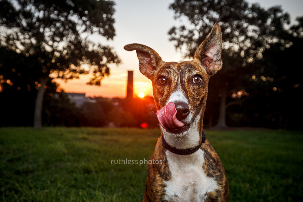 Brindle whippet or greyhound dog licking nose at sunset at Sydney Park