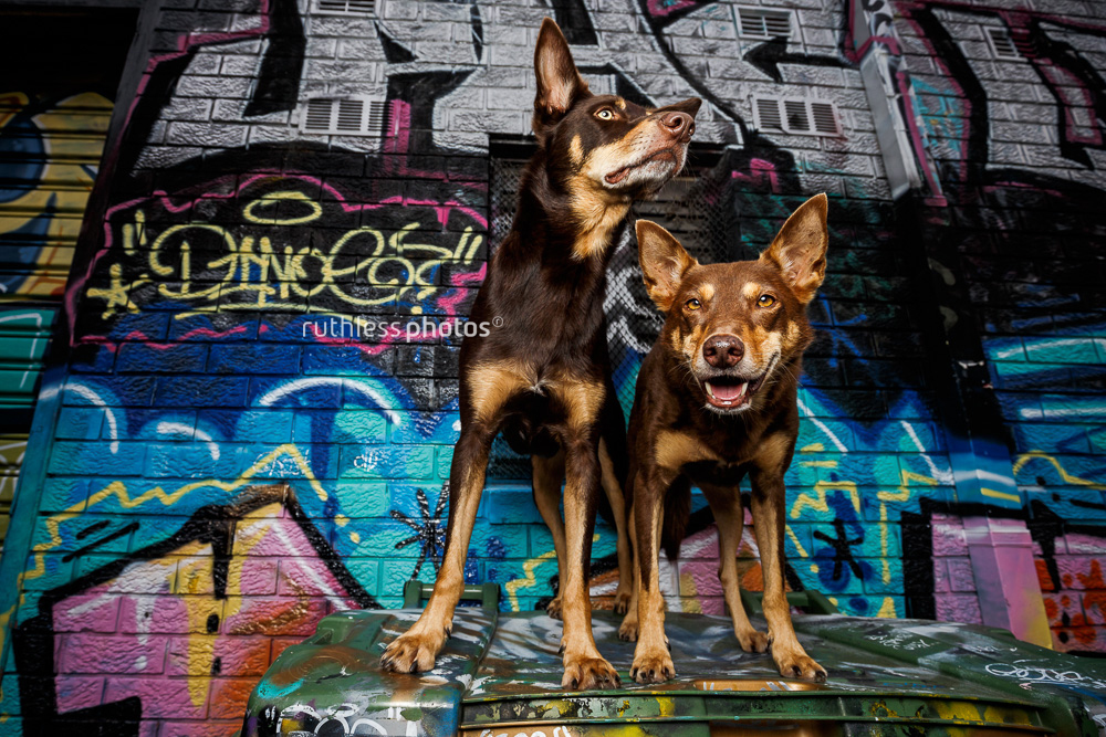 Two kelpies standing on bin in front of graffiti on May Lane in Sydney