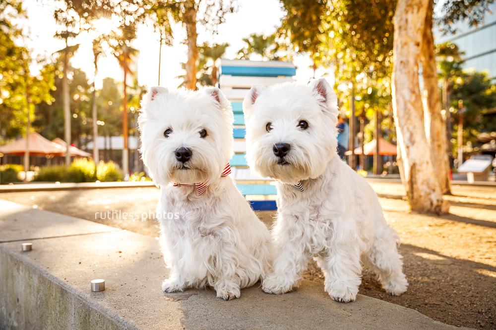 Two westies in bowties at Darling Harbour dogs of sydney