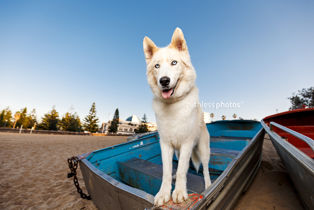 White Siberian Husky with blue eyes standing in boat at Coogee Beach dogs of Sydney