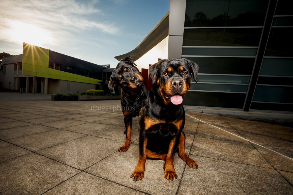 Quirky portrait of Two Rottweilers at Campbelltown Arts Centre dogs of Sydney