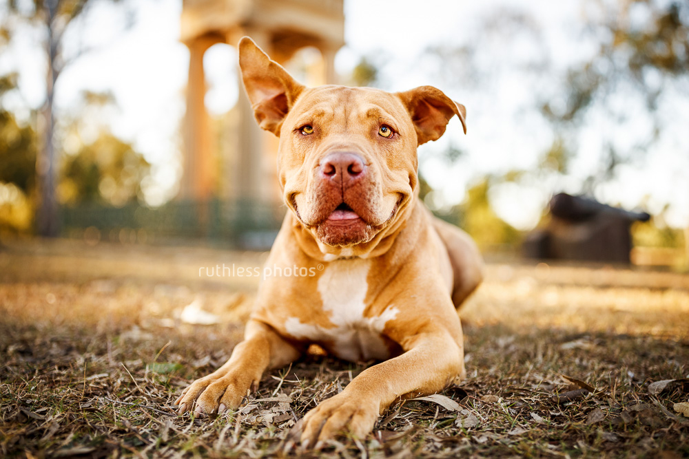 Funny looking red nose pitbull type at Parramatta Park dogs of Sydney