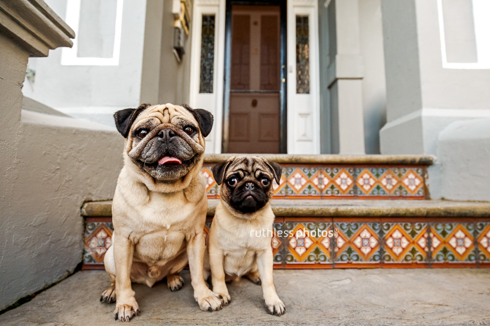 Two pugs, an adult and a baby pug, sitting in a doorway in Newtown dogs of sydney