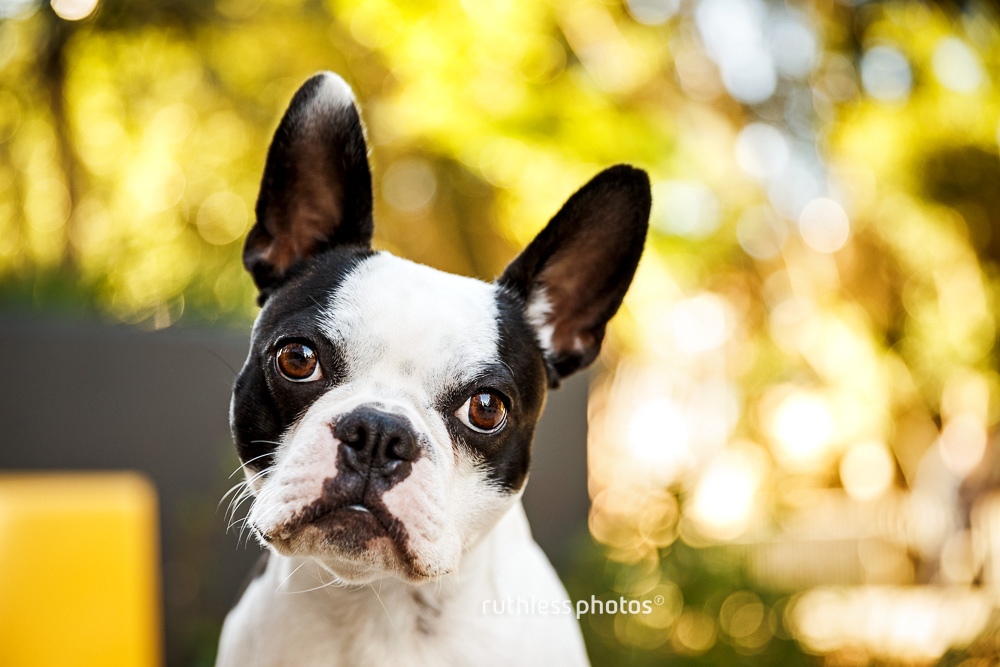 Head-tilting Boston Terrier at the Goods Line dogs of Sydney