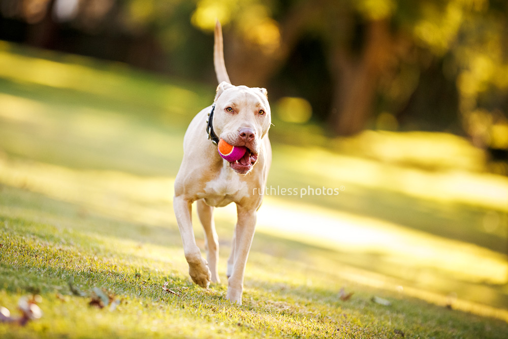 pitbull type rescue dog running through park with ball in mouth