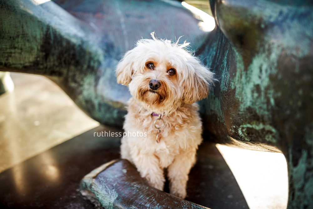 Cavoodle sitting in statue at the Art Gallery of New South Wales dogs of sydney